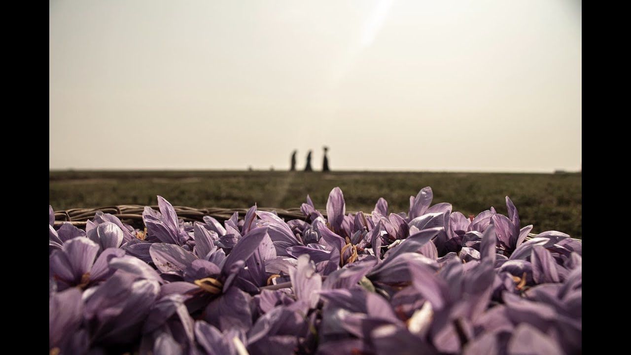 Beyond Saffron: The diminishing fields of Pampore, Kashmir