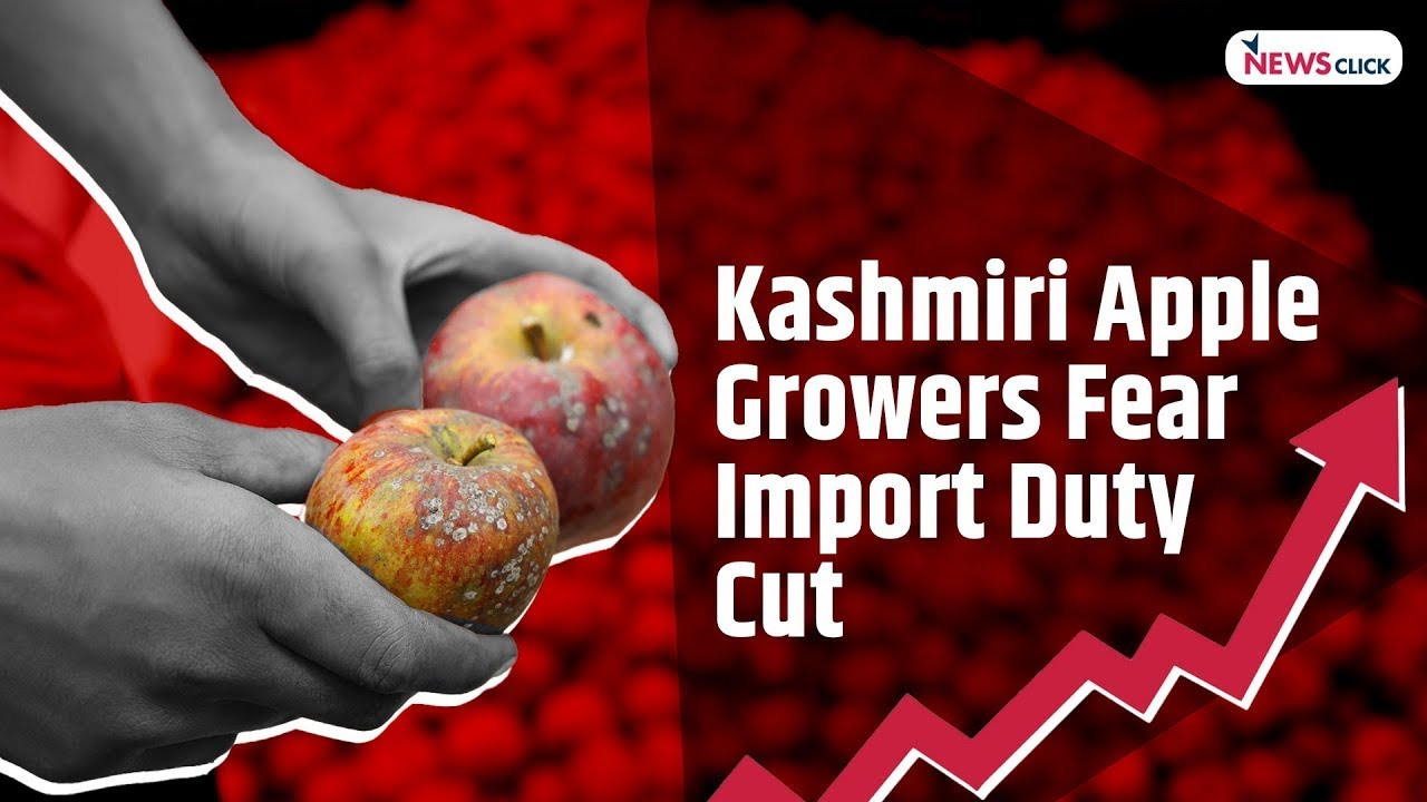 Import Duty cut Post Modi’s US Visit Worries Kashmir’s Apple Farmers